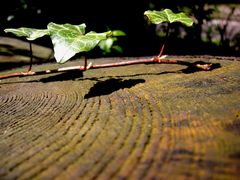 Plattenspieler, naturbelassen