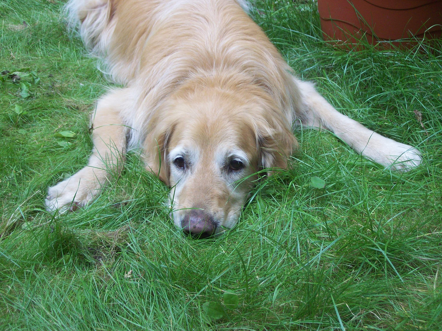 Platter Goldenretriever