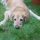 Platter Goldenretriever