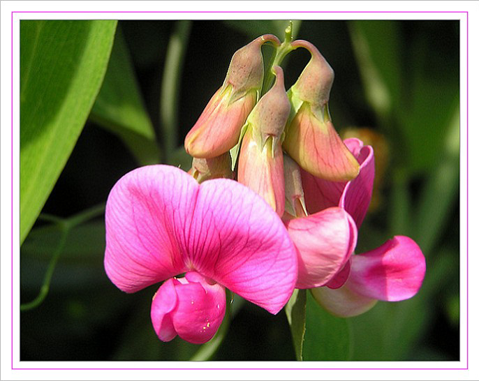 Platterbse - Lathyrus spec.