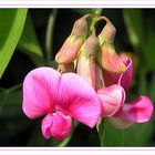 Platterbse - Lathyrus spec.