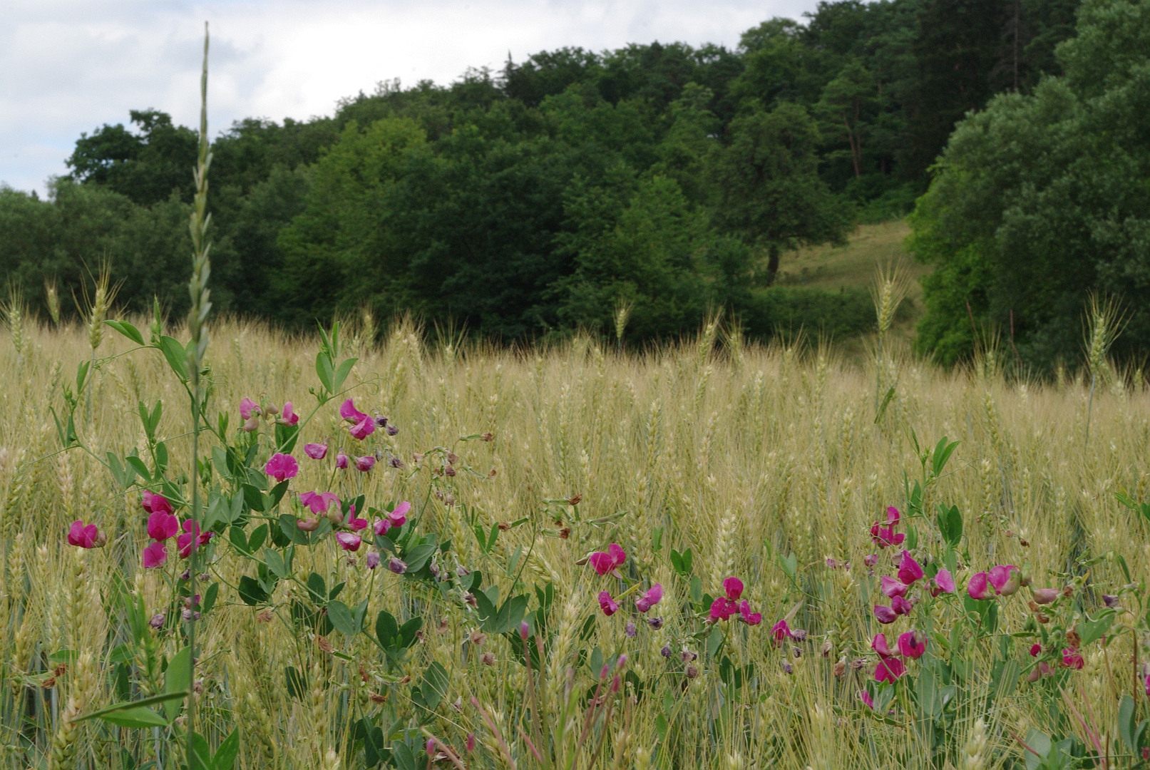 Platterbsen am Feldrand