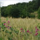 Platterbsen am Feldrand