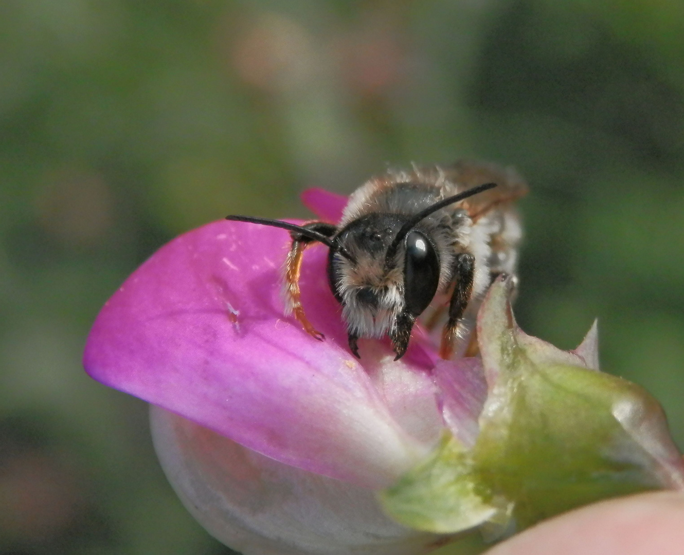 Platterbsen-Mörtelbiene (Megachile ericetorum) auf Gartenwicke