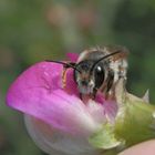 Platterbsen-Mörtelbiene (Megachile ericetorum) auf Gartenwicke