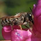 Platterbsen-Mörtelbiene (Megachile ericetorum) auf Gartenwicke