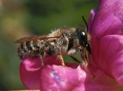 Platterbsen-Mörtelbiene (Megachile ericetorum) auf Gartenwicke