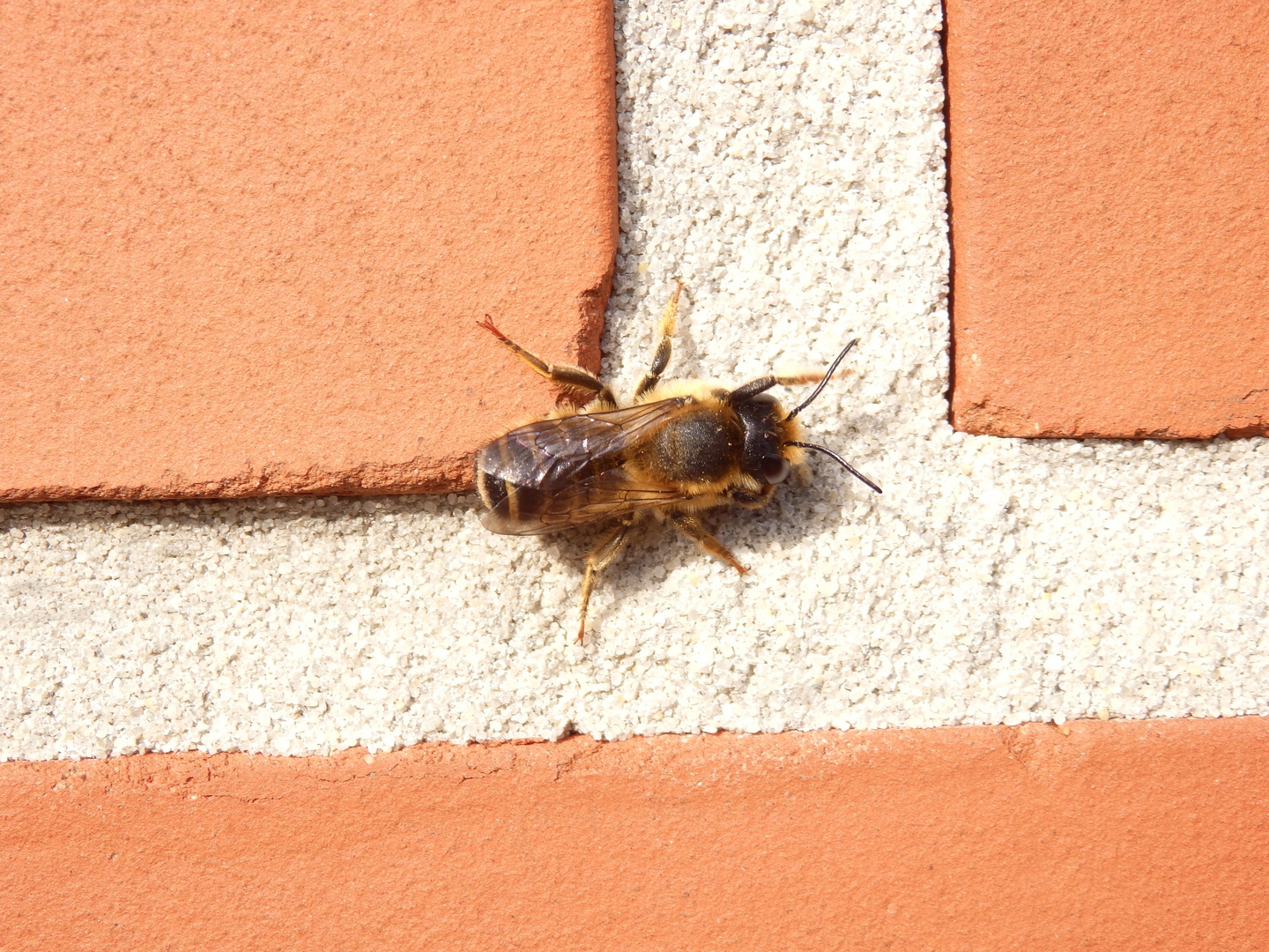 Platterbsen-Mörtelbiene (Megachile ericetorum)