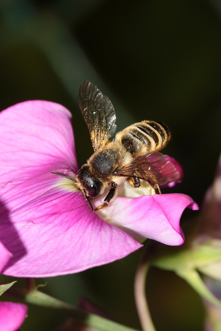 Platterbsen-Mörtelbiene (Megachile ericetorum) - Weibchen