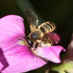 Platterbsen-Mörtelbiene (Megachile ericetorum) - Weibchen