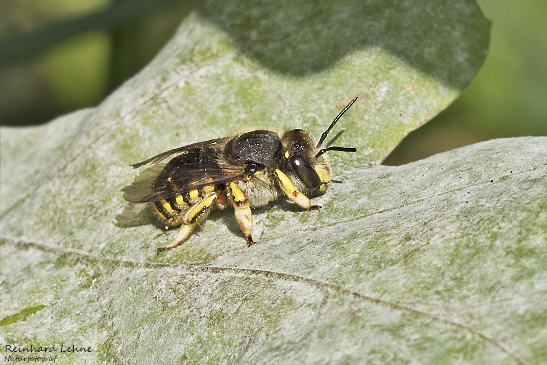   Platterbsen-Mörtelbienen