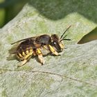   Platterbsen-Mörtelbienen