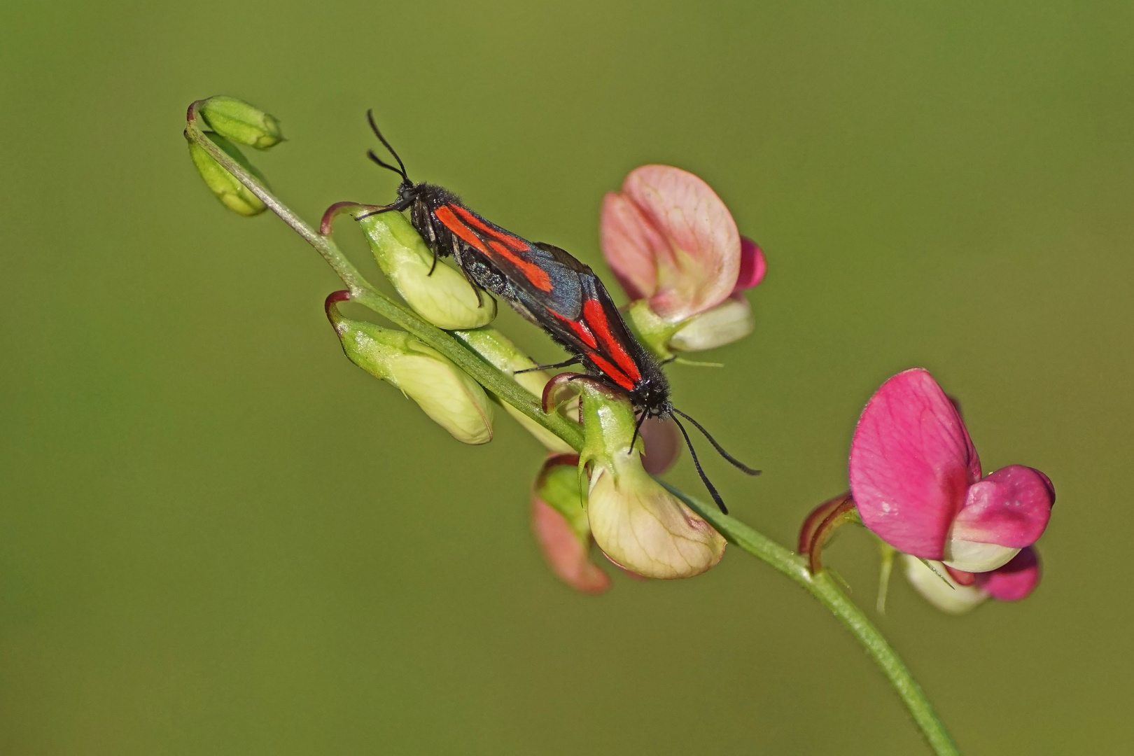 Platterbsen-Rotwidderchen (Zygaena osterodensis)