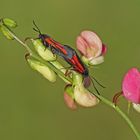 Platterbsen-Rotwidderchen (Zygaena osterodensis)