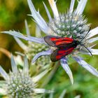 Platterbsen-Widderchen (Zygaena osterodensis)