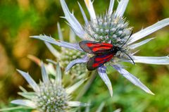 Platterbsen-Widderchen (Zygaena osterodensis)