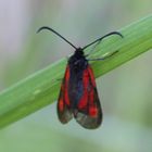  Platterbsen-Widderchen, Zygaena osterodensis wie ich nun Dank Peter weiß