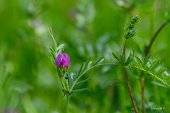 Platterbsenwicke