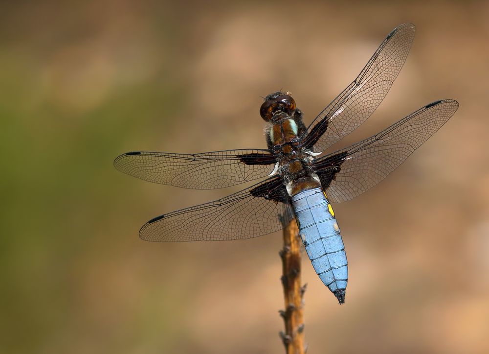 Plattes Bäuchlein