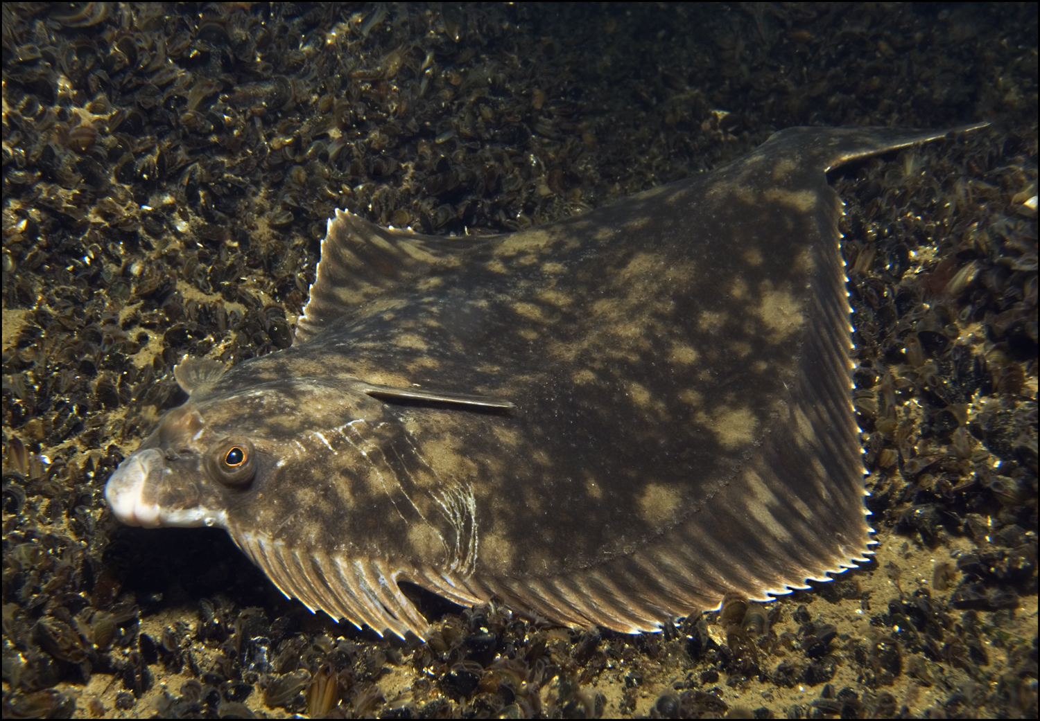 Plattfisch Foto & Bild unterwasser, uwsalzwasser, naturkreativ