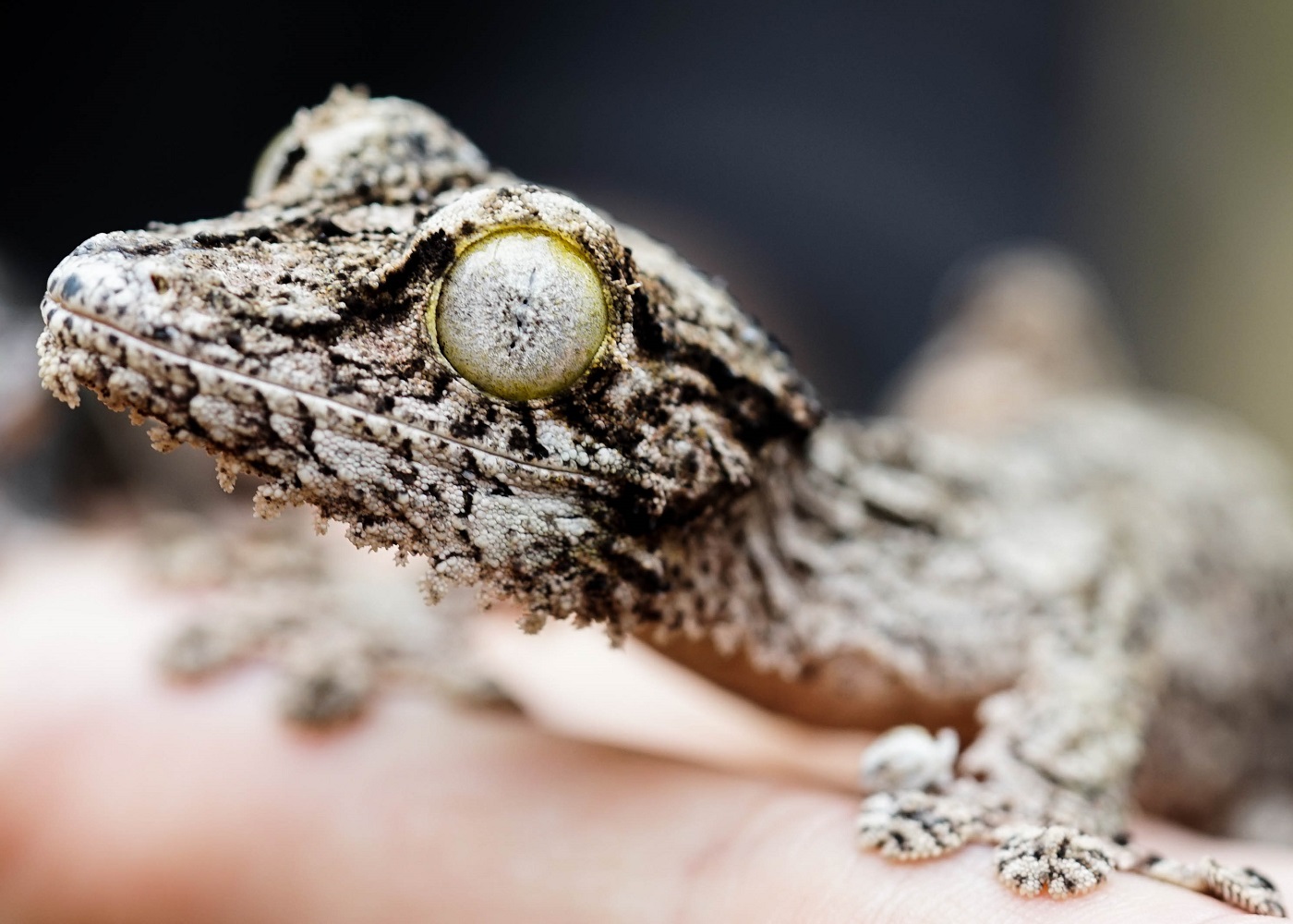 Plattschwanzgecko