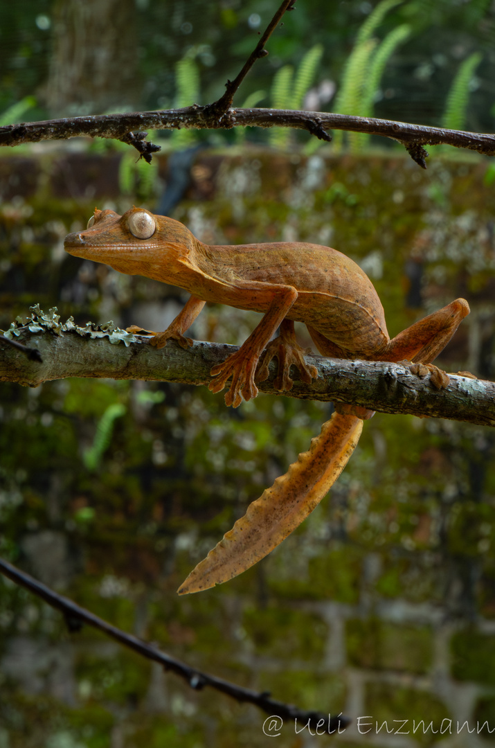 Plattschwanzgecko