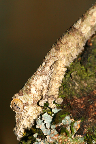 Plattschwanzgecko