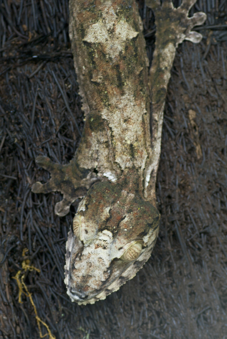 Plattschwanzgecko - fotografiert in der Reptilienausstellung