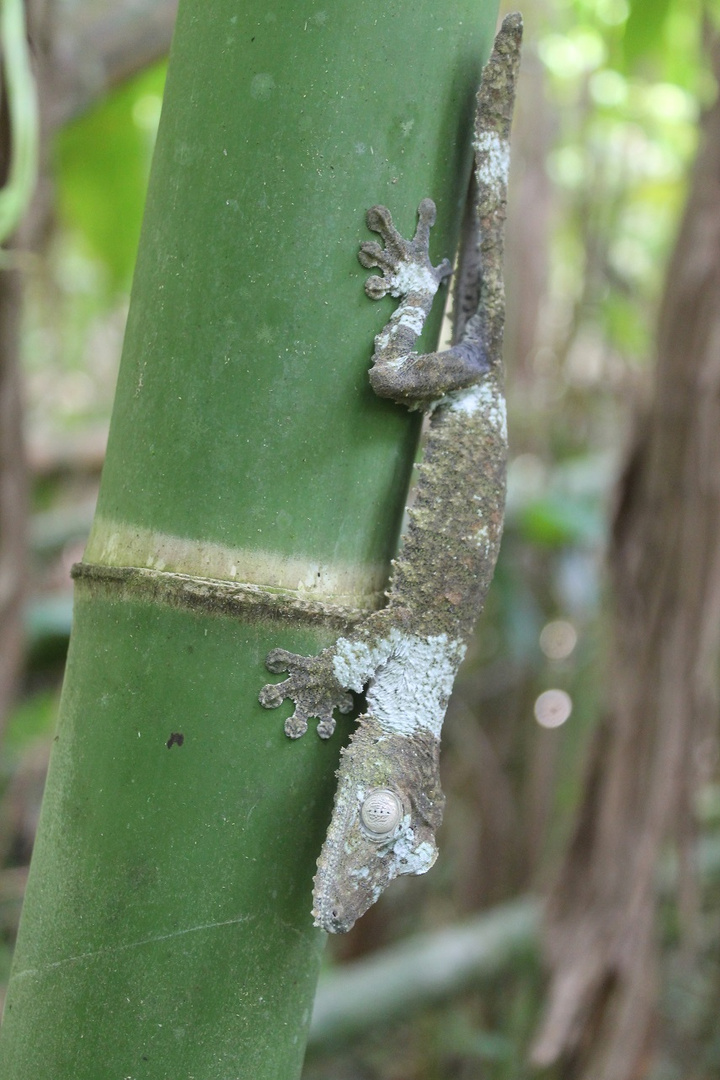 Plattschwanzgecko in dem Marojejy Nationalpark