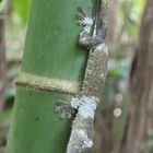 Plattschwanzgecko in dem Marojejy Nationalpark