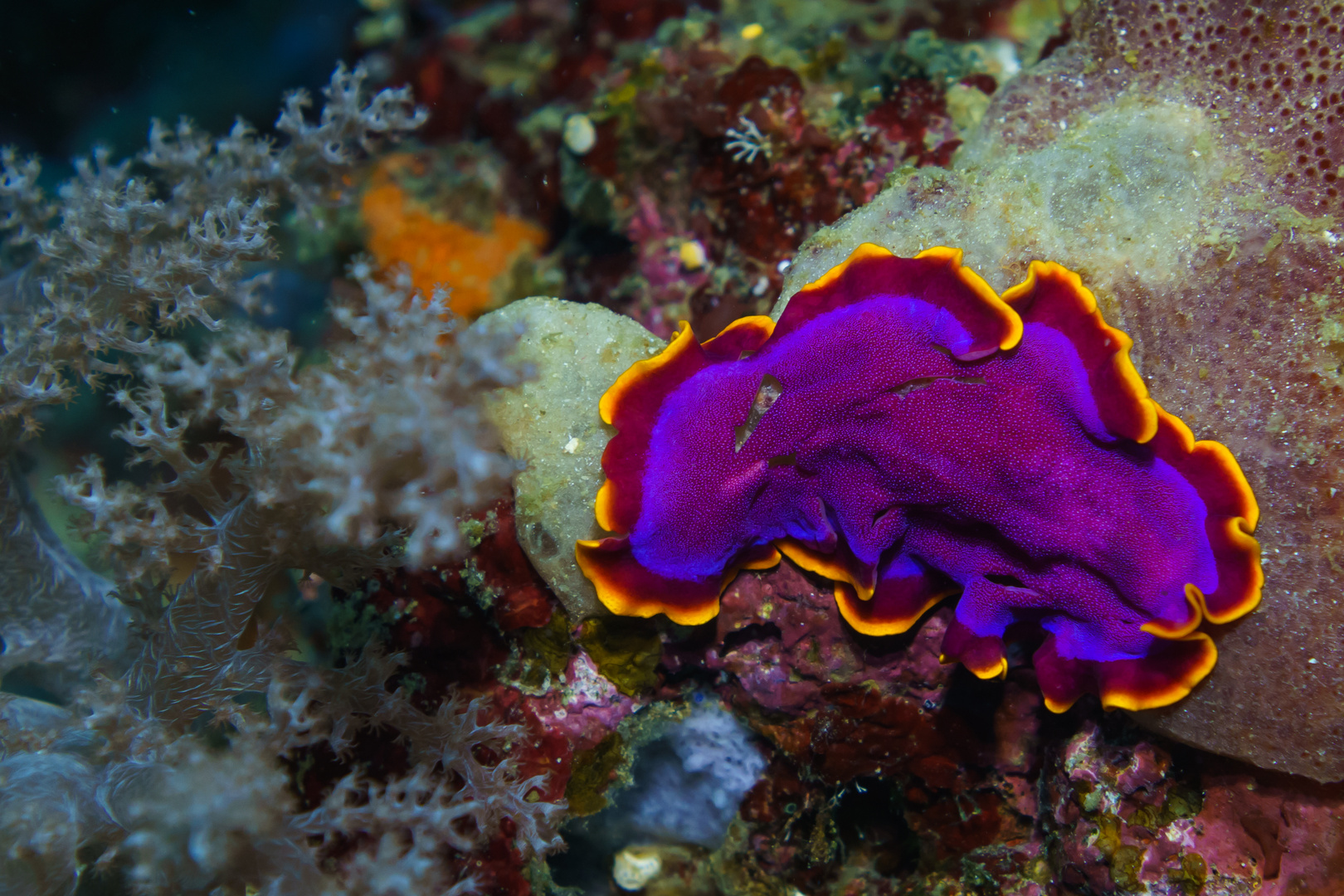 Plattwurm vor Apo Island