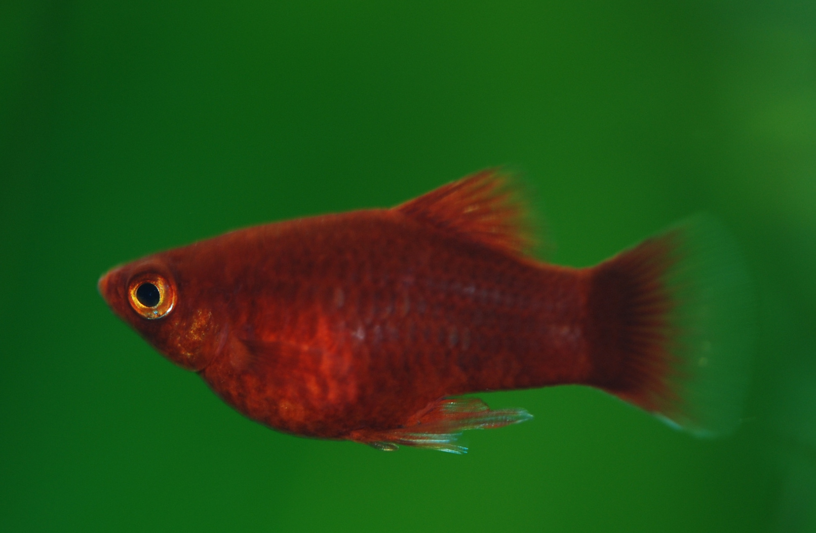 Platy