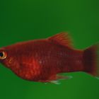 Platy