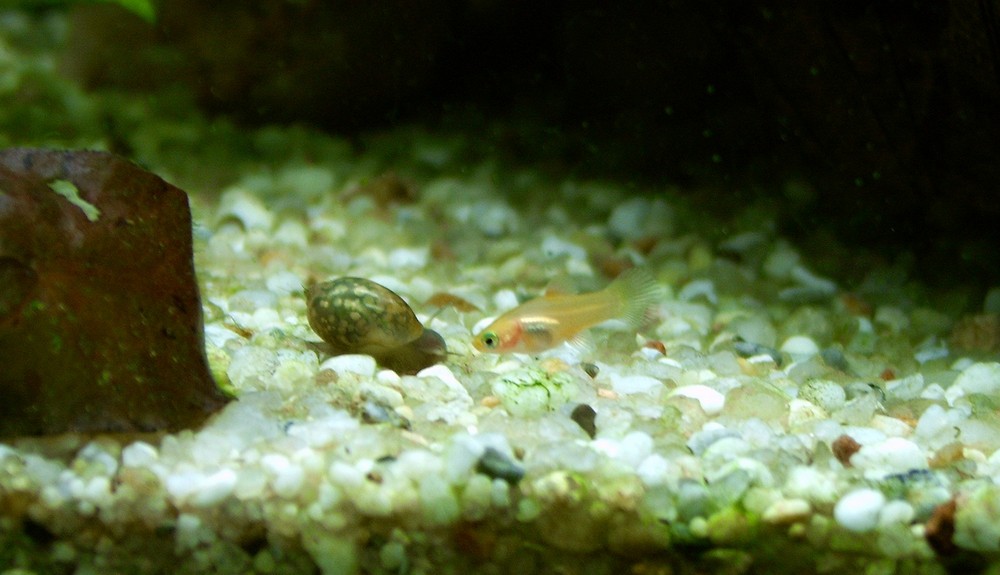 Platy-Baby's Begegnung mit der Schnecke ;)