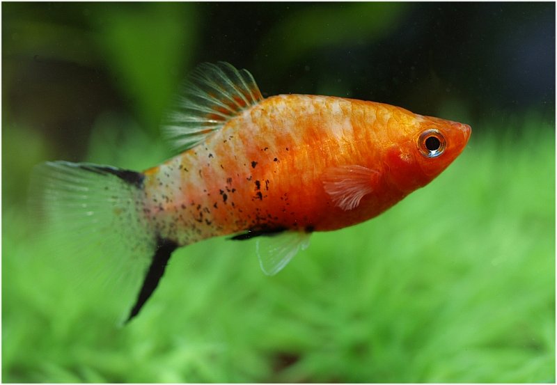 Platy Farbform Blutendes Herz