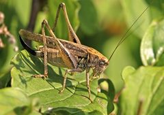 Platycleis albopunctata (Westl. Beißschrecke)