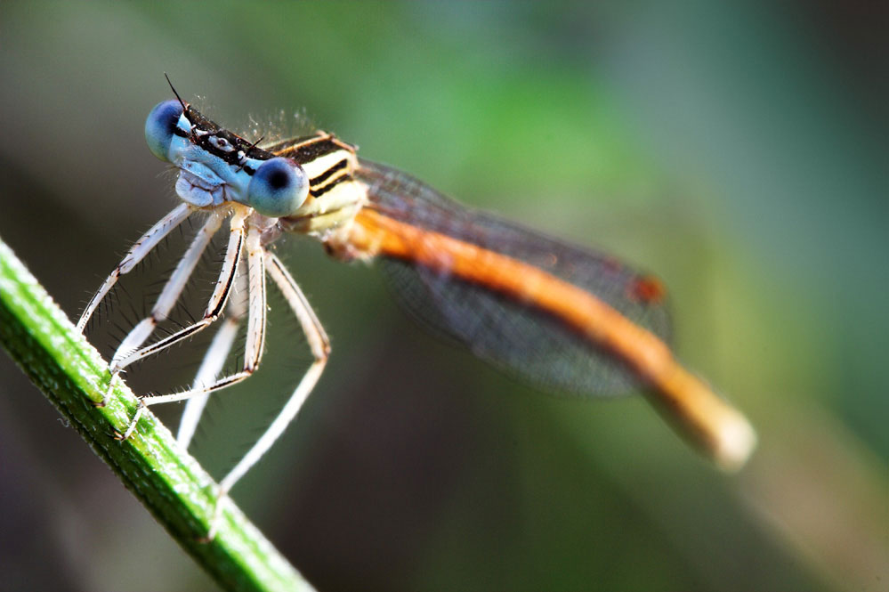 platycnemis acutipennis -macho-