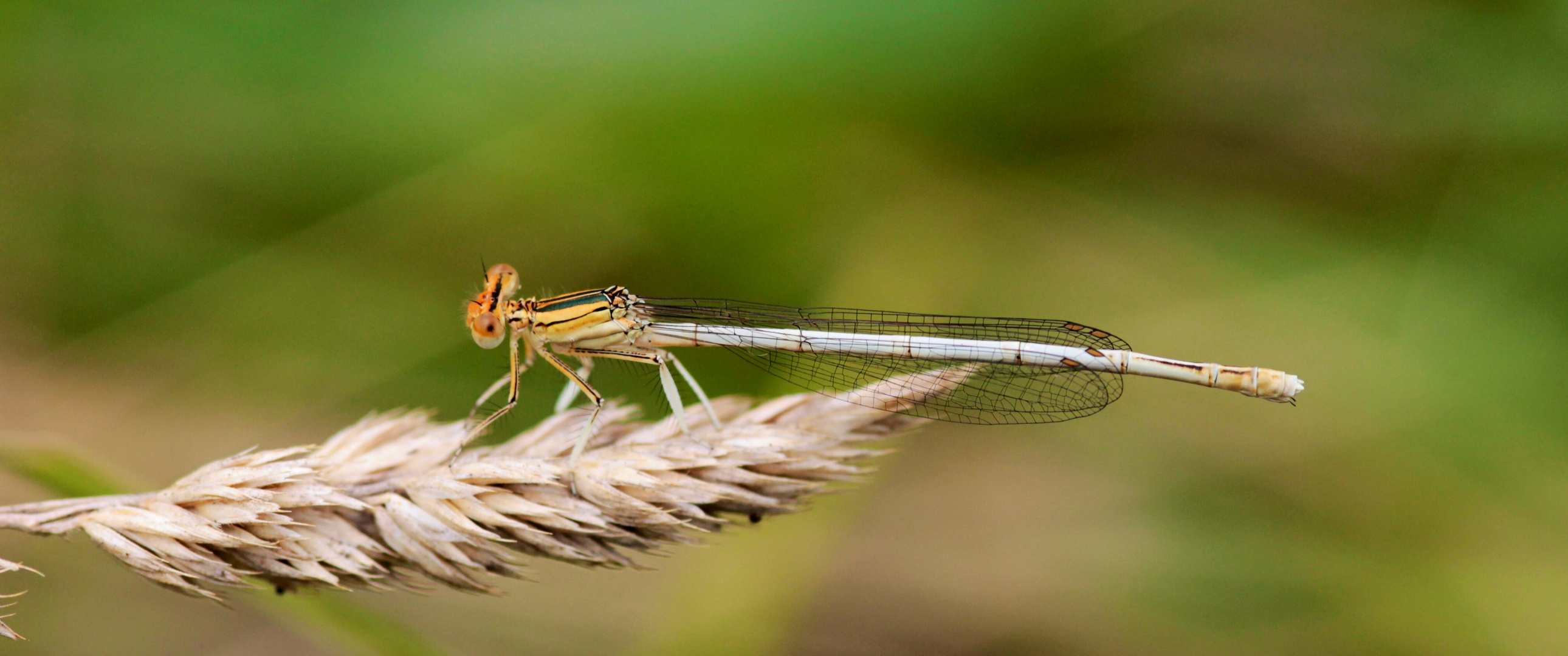 : Platycnemis latipes