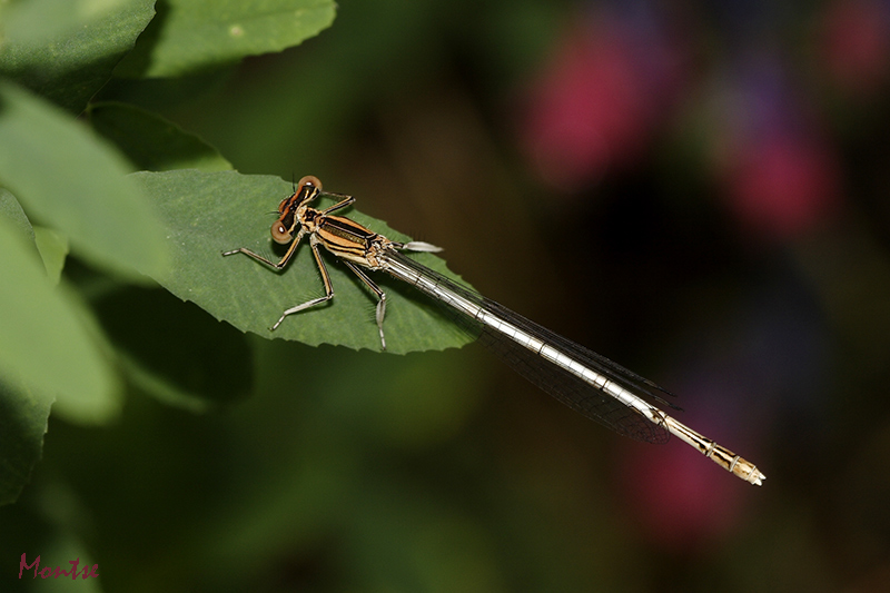 Platycnemis latipes