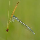 Platycnemis pennipes