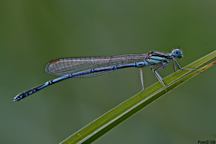 Platycnemis pennipes