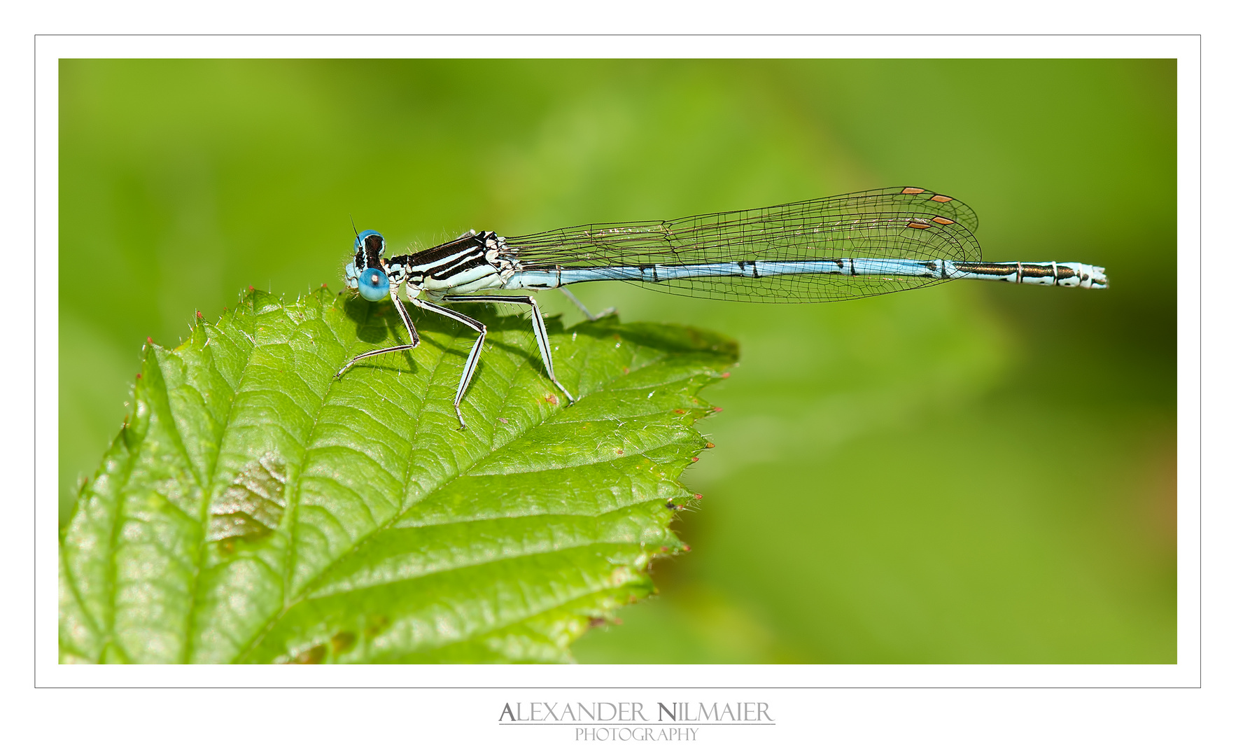 Platycnemis pennipes