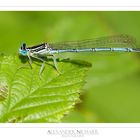 Platycnemis pennipes