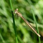 Platycnemis pennipes