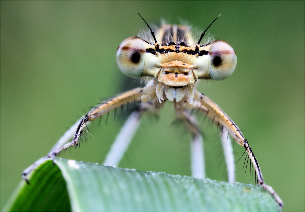 ~ Platycnemis pennipes ~