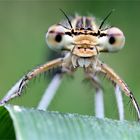 ~ Platycnemis pennipes ~