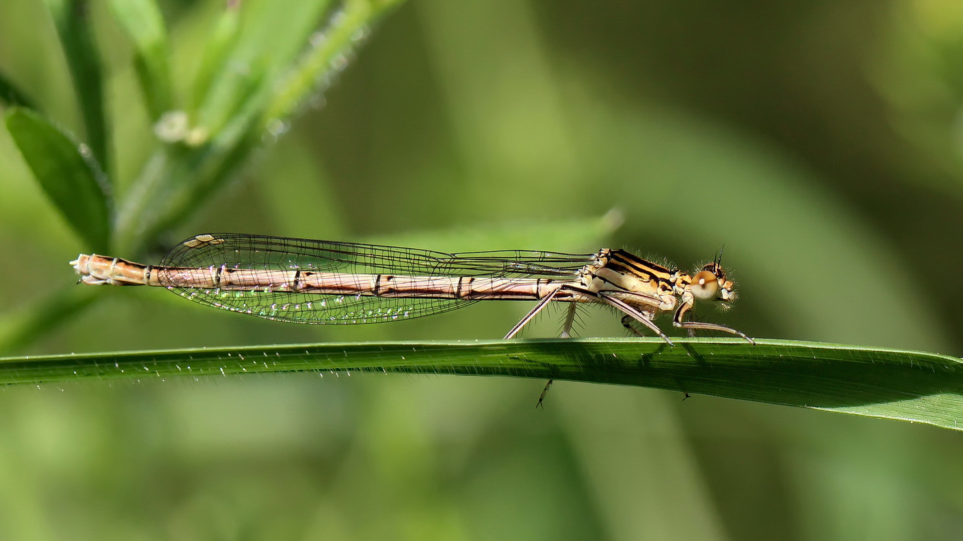 Platycnemis pennipes