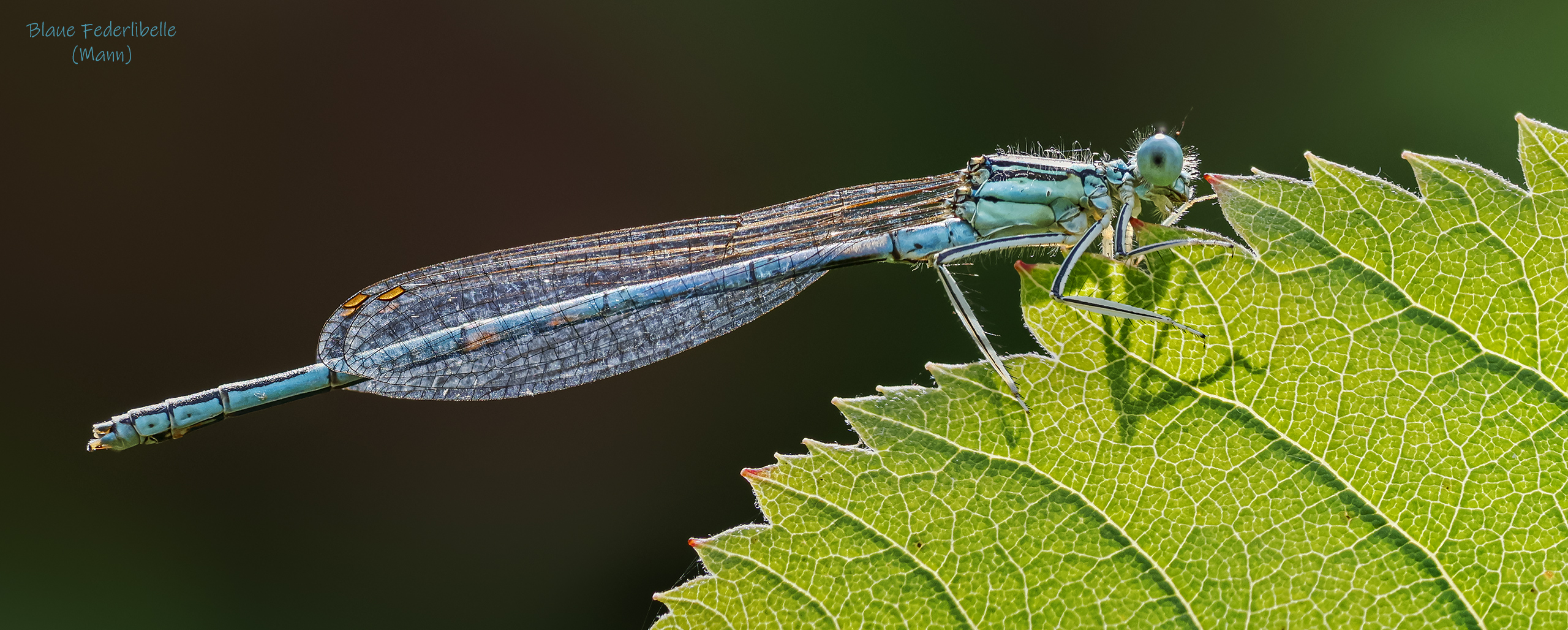 Platycnemis pennipes