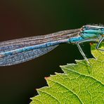 Platycnemis pennipes