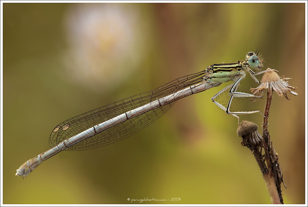 Platycnemis pennipes